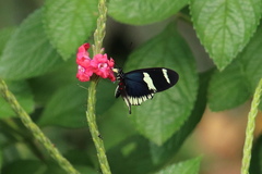 Heliconius sara theudela