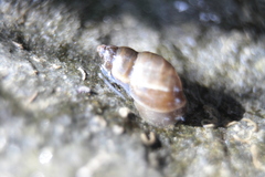 Lymnaea stagnalis