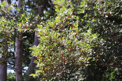 Dipterocarpus alatus