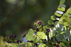 Dalbergia miscolobium