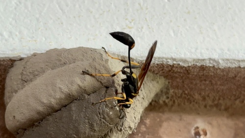 Black and yellow mud dauber