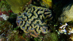 Mycetophyllia