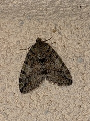 Hydriomena nubilofasciata