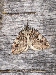 Hydriomena nubilofasciata