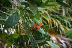 Cordia sebestena