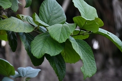 Cordia sebestena