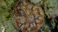 Mycetophyllia