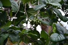 Cordia sebestena