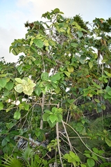 Cordia sebestena