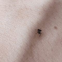 Gasteracanthinae