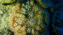 Mycetophyllia