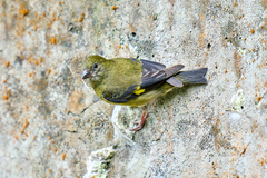 Spinus xanthogastrus