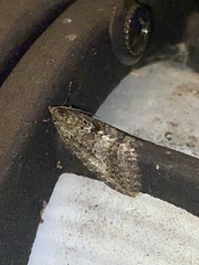 Hydriomena nubilofasciata