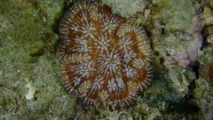 Mycetophyllia