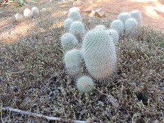 Mammillaria dixanthocentron