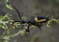 Calocomus desmarestii