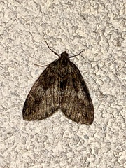 Hydriomena nubilofasciata
