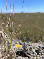 Linum carteri smallii