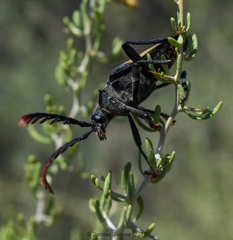Calocomus desmarestii