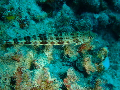 Synodontidae