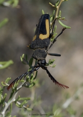 Calocomus desmarestii