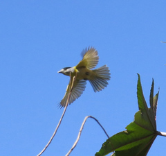 Pachyramphus viridis