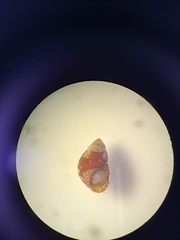 Eulithidium affine