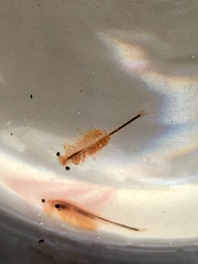 Eubranchipus oregonus