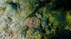 Mycetophyllia