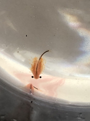 Eubranchipus oregonus