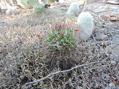 Mammillaria carnea