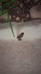 Leptodactylus latinasus