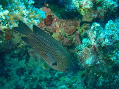 Pomacentrus microspilus