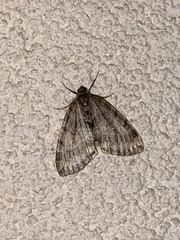 Hydriomena nubilofasciata