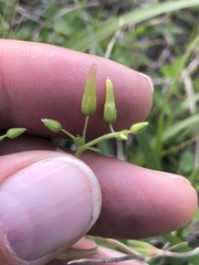 Cerastium brachypodum