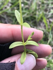Cerastium brachypodum