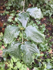 Cornus