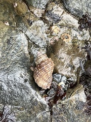 Nucella canaliculata