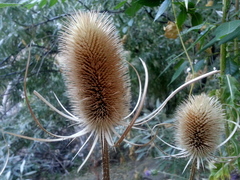 Dipsacus fullonum