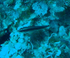 Asterropteryx striata