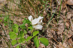 Rosa arvensis