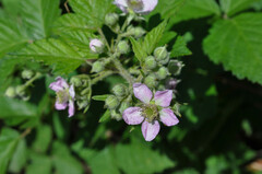 Rubus