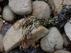 Zostera