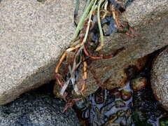 Zostera