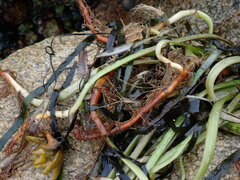 Zostera