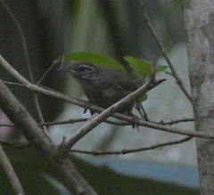 Pheugopedius maculipectus