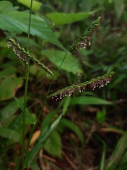 Paspalum mandiocanum