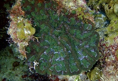 Mycetophyllia