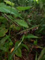 Paspalum mandiocanum