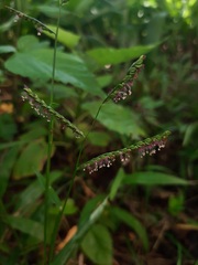 Paspalum mandiocanum